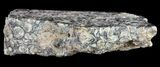 Fossil Turritella (Gastropod) Slab - Wyoming #61242-2